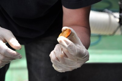 3_Double_Eagle_Gold from sunken ship