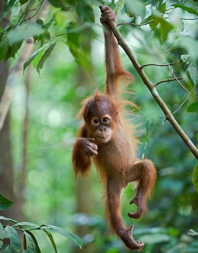 Фото маленького орангутанга, сделанное Сьюзи Эстерхаз